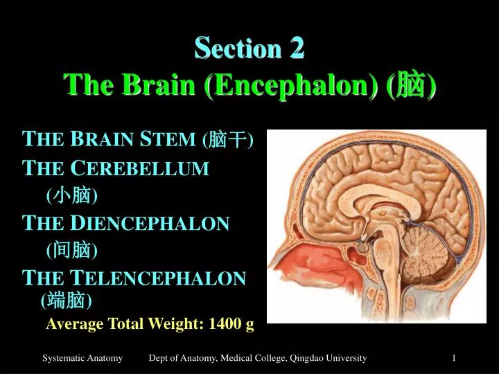 s ection 2 the brain encephalon