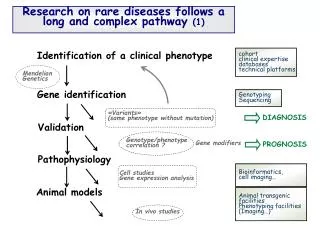 Research on rare diseases follows a long and complex pathway (1)