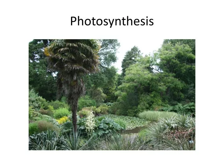 photosynthesis