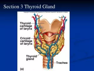 Section 3 Thyroid Gland