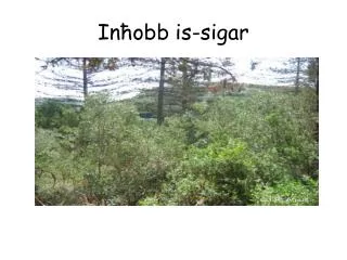 in obb is sigar