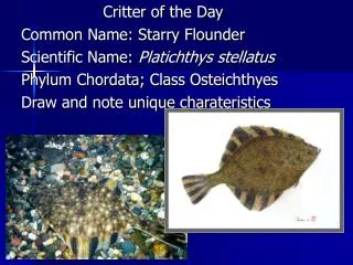 Critter of the Day Common Name: Starry Flounder Scientific Name: Platichthys stellatus