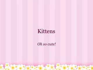 Kittens