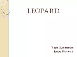 leopard