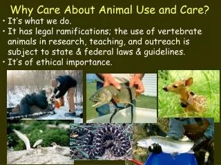 Why Care About Animal Use and Care?