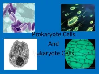 Prokaryote Cells And Eukaryote Cells