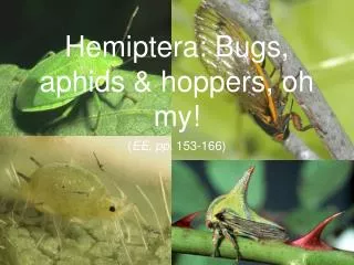 Hemiptera: Bugs, aphids &amp; hoppers, oh my!