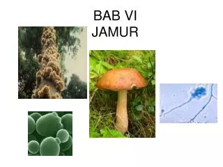 bab vi jamur