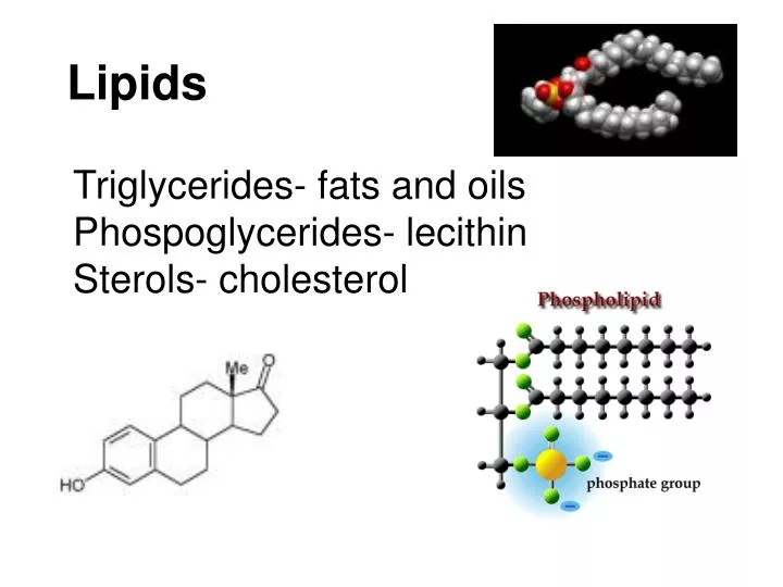 lipids