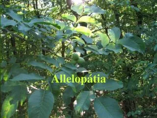 allelop tia