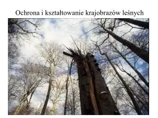 Ochrona i kształtowanie krajobrazów leśnych