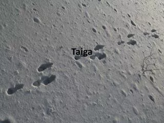 taiga