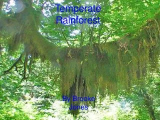 Temperate Rainforest