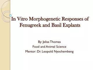 In Vitro Morphogenetic Responses of Fenugreek and Basil Explants