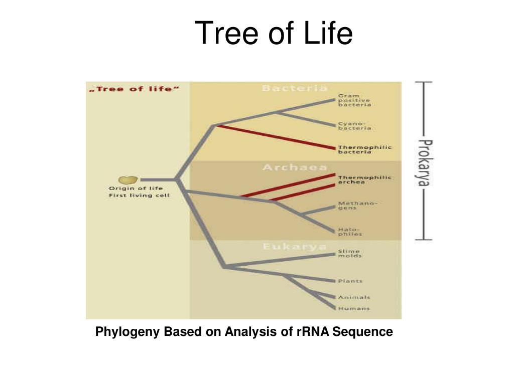 PPT - Tree of Life PowerPoint Presentation, free download - ID:4515616