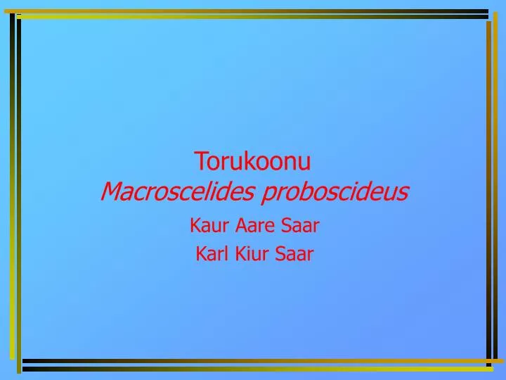 torukoonu macroscelides proboscideus