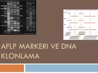 aflp markeri ve dna klonlama