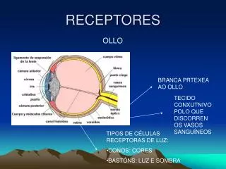 receptores