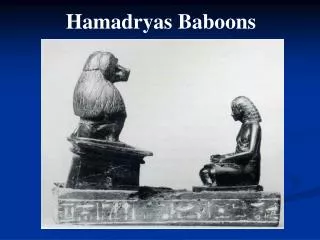 Hamadryas Baboons