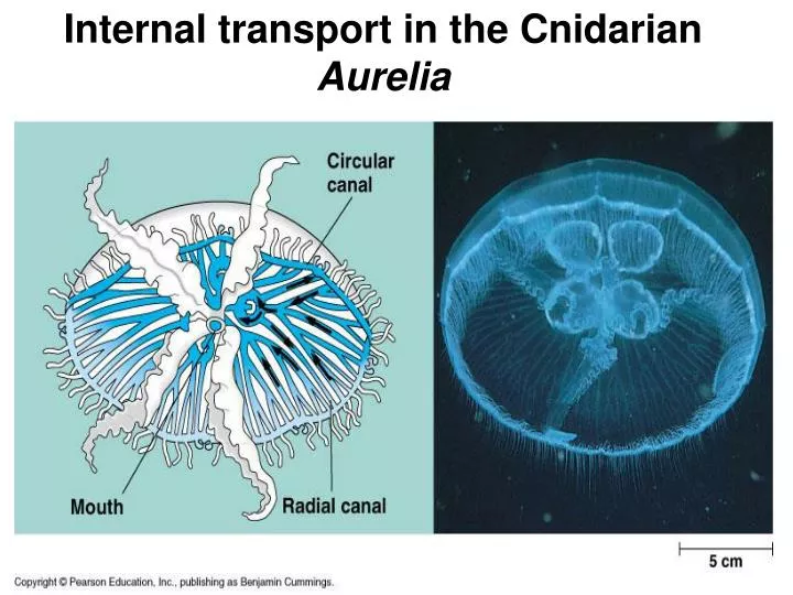 internal transport in the cnidarian aurelia