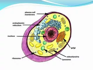 tvdsb.on/westmin/science/sbi3a1/cells/cells.htm