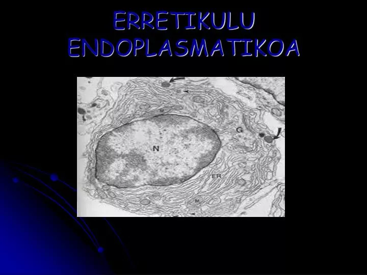 erretikulu endoplasmatikoa