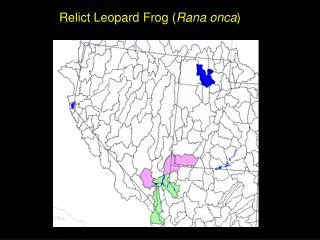 Relict Leopard Frog ( Rana onca )