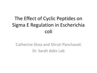 The Effect of Cyclic Peptides on Sigma E Regulation in Escherichia coli