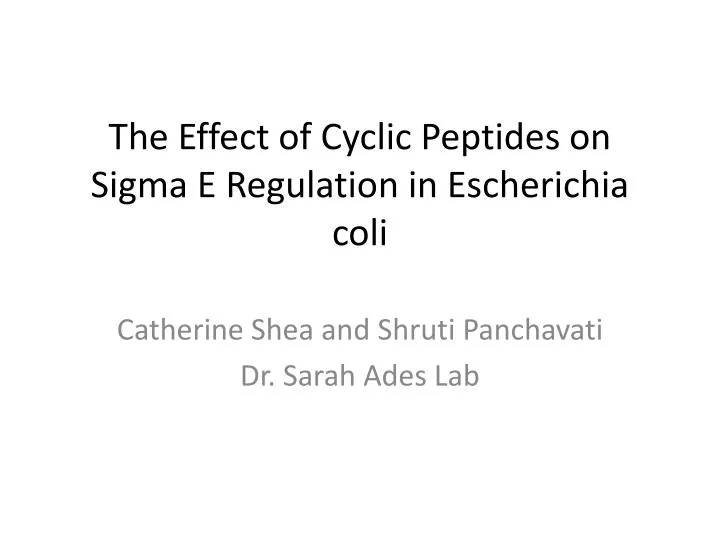 the effect of cyclic peptides on sigma e regulation in escherichia coli