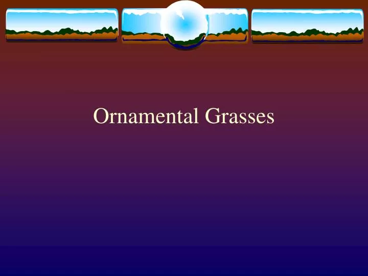 ornamental grasses