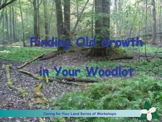 Finding Old Growth in Your Woodlot