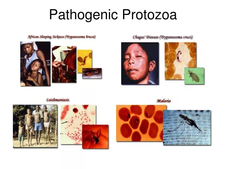 pathogenic protozoa