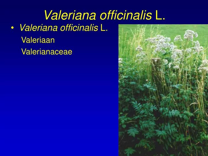 valeriana officinalis l