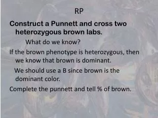 Construct a Punnett and cross two heterozygous brown labs. What do we know?
