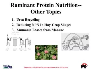 Ruminant Protein Nutrition--Other Topics