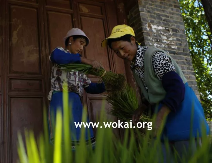 www wokai org