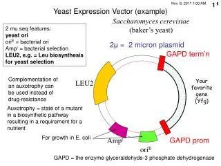 Yeast Expression Vector (example)