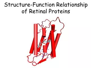 Structure-Function Relationship of Retinal Proteins