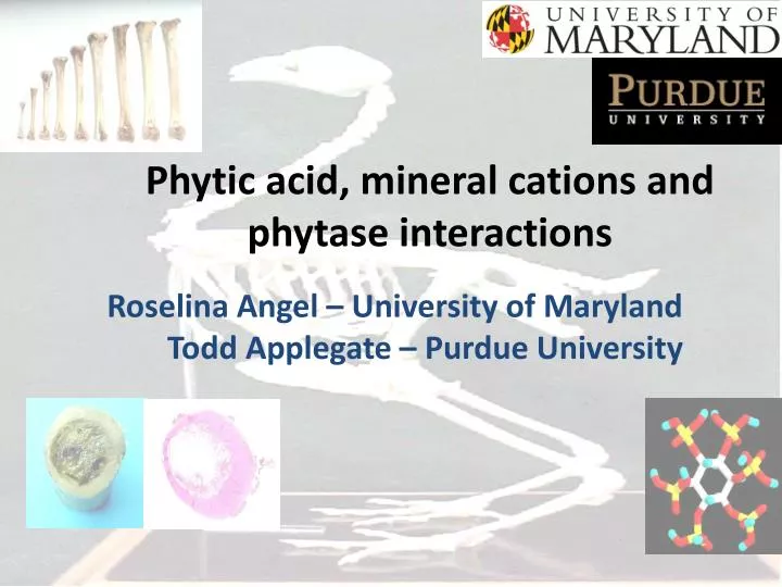 phytic acid mineral cations and phytase interactions