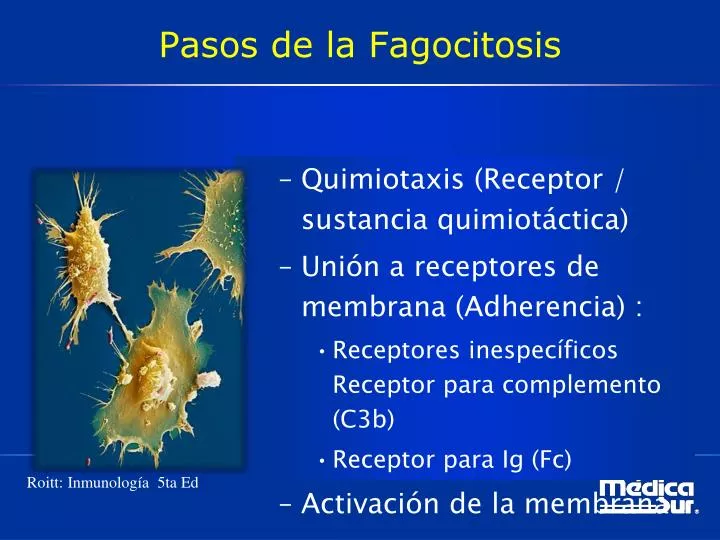 pasos de la fagocitosis