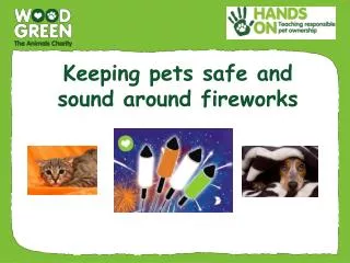 Keeping pets safe and sound around fireworks