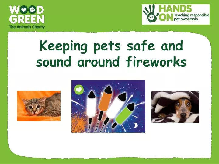 keeping pets safe and sound around fireworks