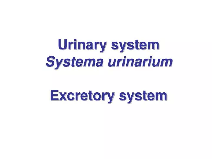 urinary system systema urinarium excretory system
