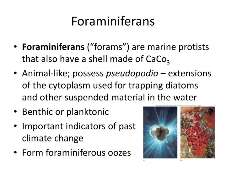 foraminiferans
