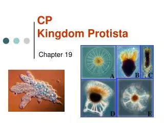 CP Kingdom Protista