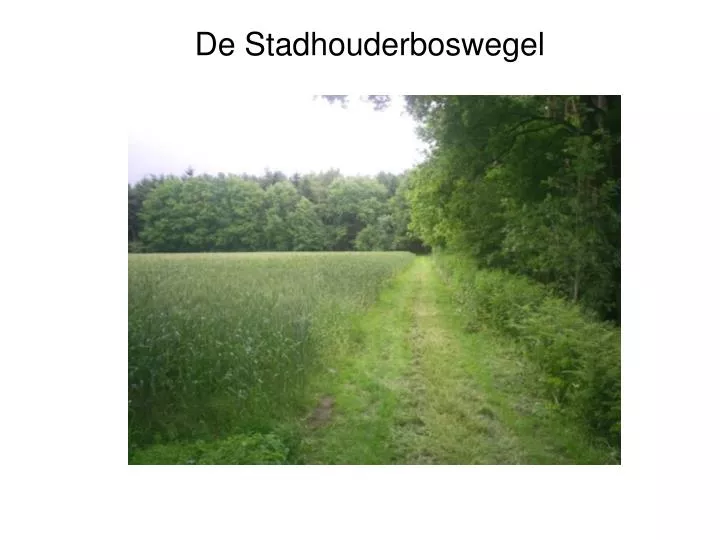 de stadhouderboswegel