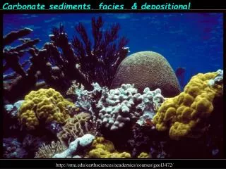 Carbonate sediments, facies, &amp; depositional 							environments