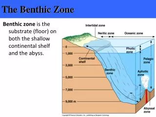 The Benthic Zone