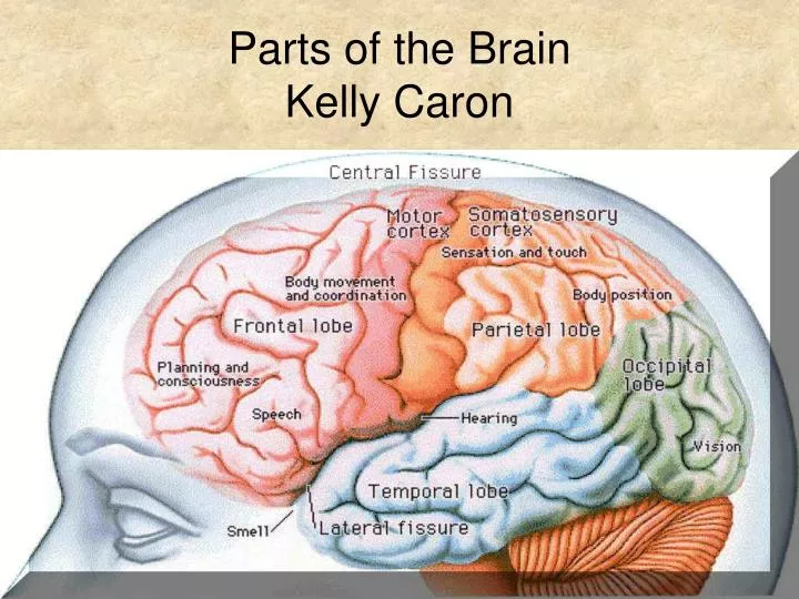 parts of the brain kelly caron