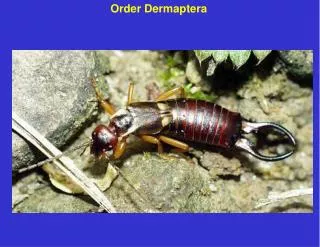 Order Dermaptera